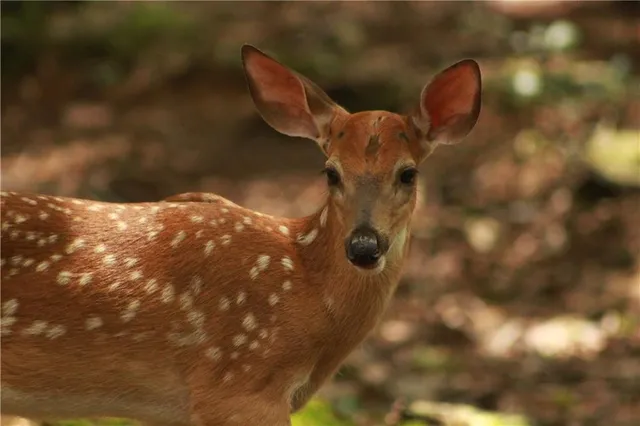 $329,900 | 304 Sunset Court, Jasper, GA 30143