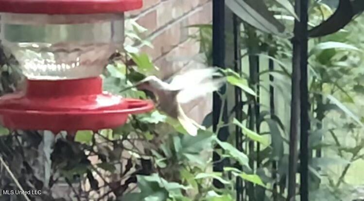3981 Pleasant Hill Road Olive Branch, MS 38654 - Photo 32 of 45 White Hummingbird 1