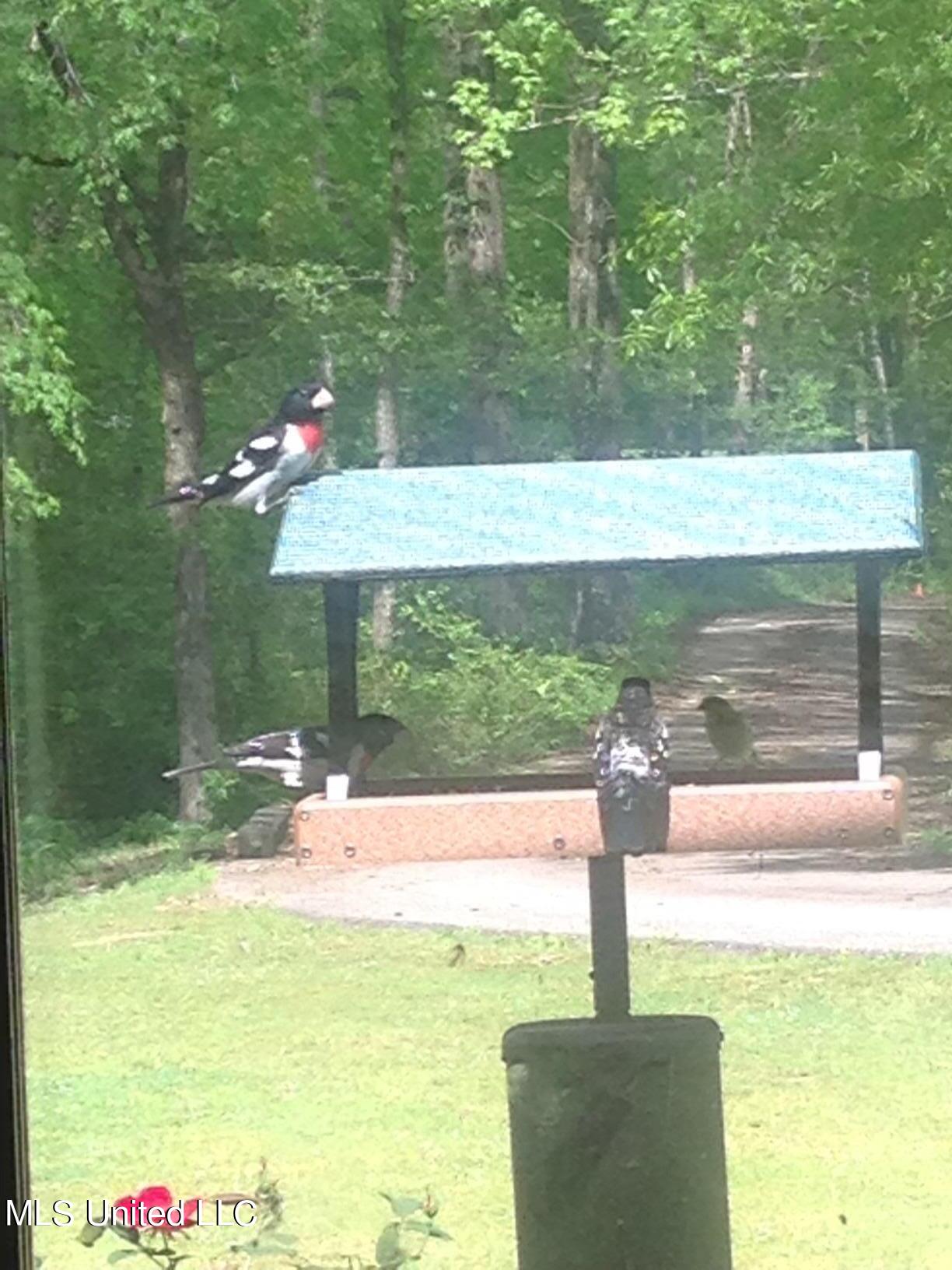 3981 Pleasant Hill Road Olive Branch, MS 38654 - Photo 33 of 45 Grossbeaks