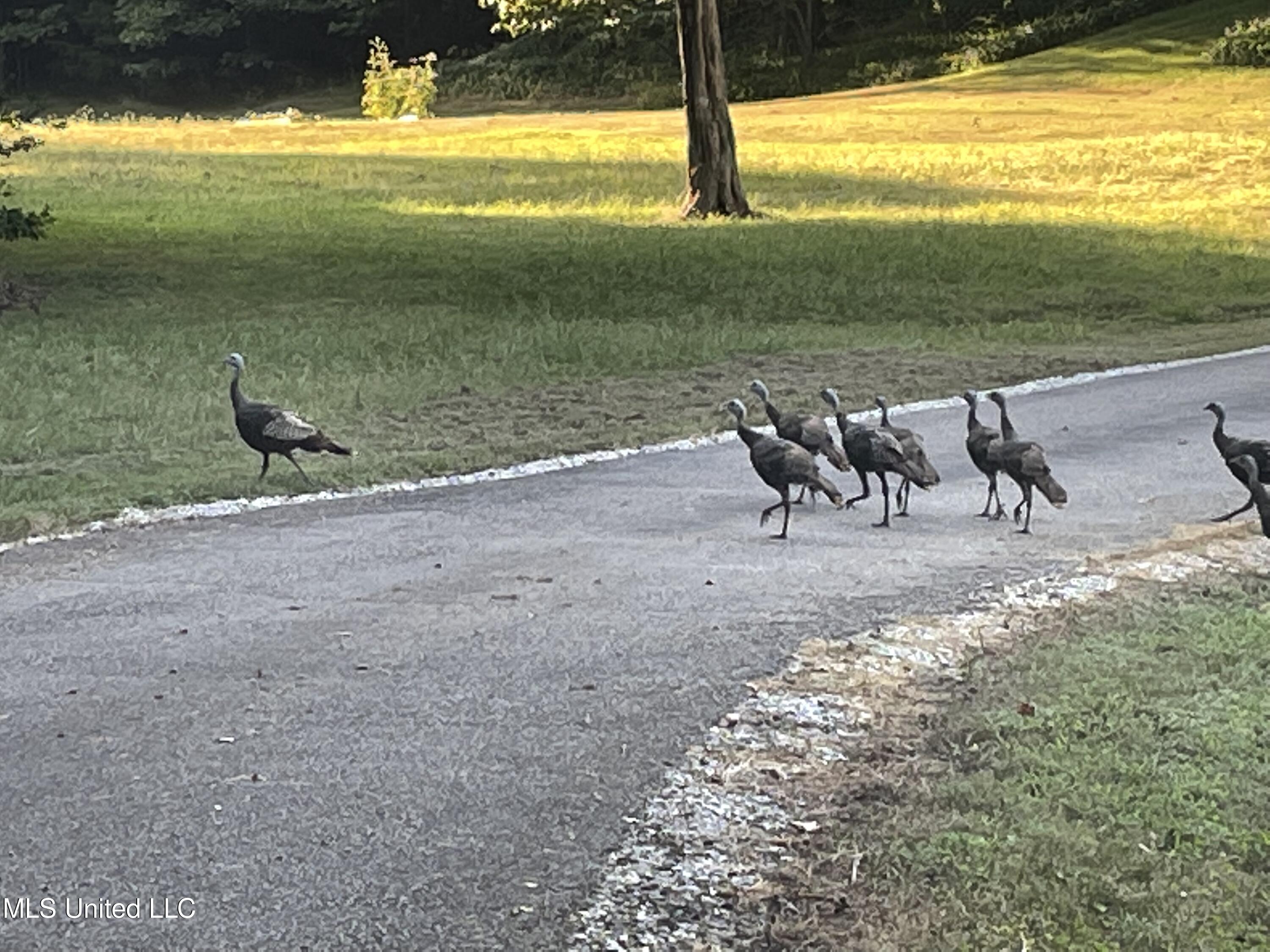 3981 Pleasant Hill Road Olive Branch, MS 38654 - Photo 34 of 45 Turkey