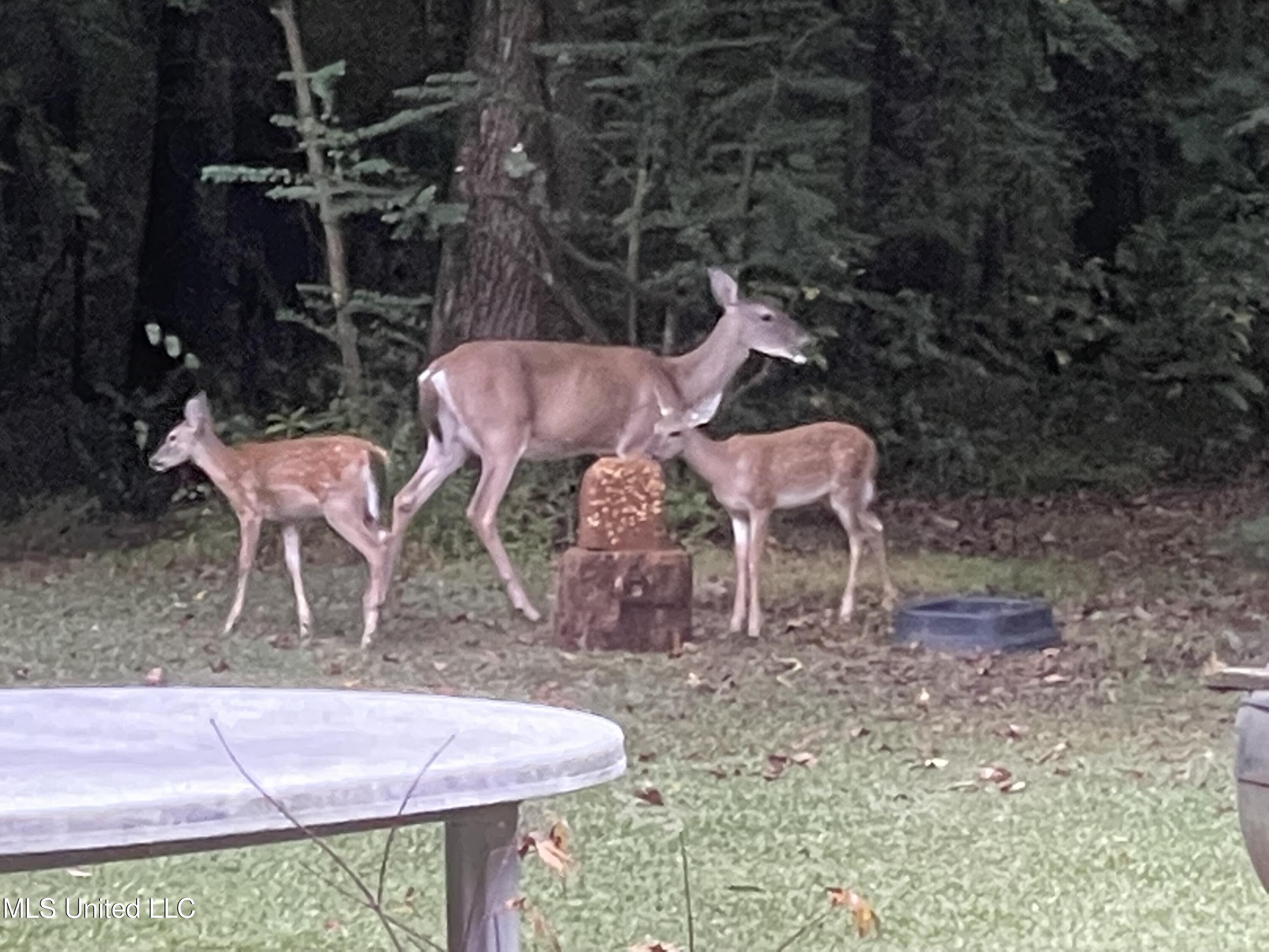 3981 Pleasant Hill Road Olive Branch, MS 38654 - Photo 36 of 45 Deer 1