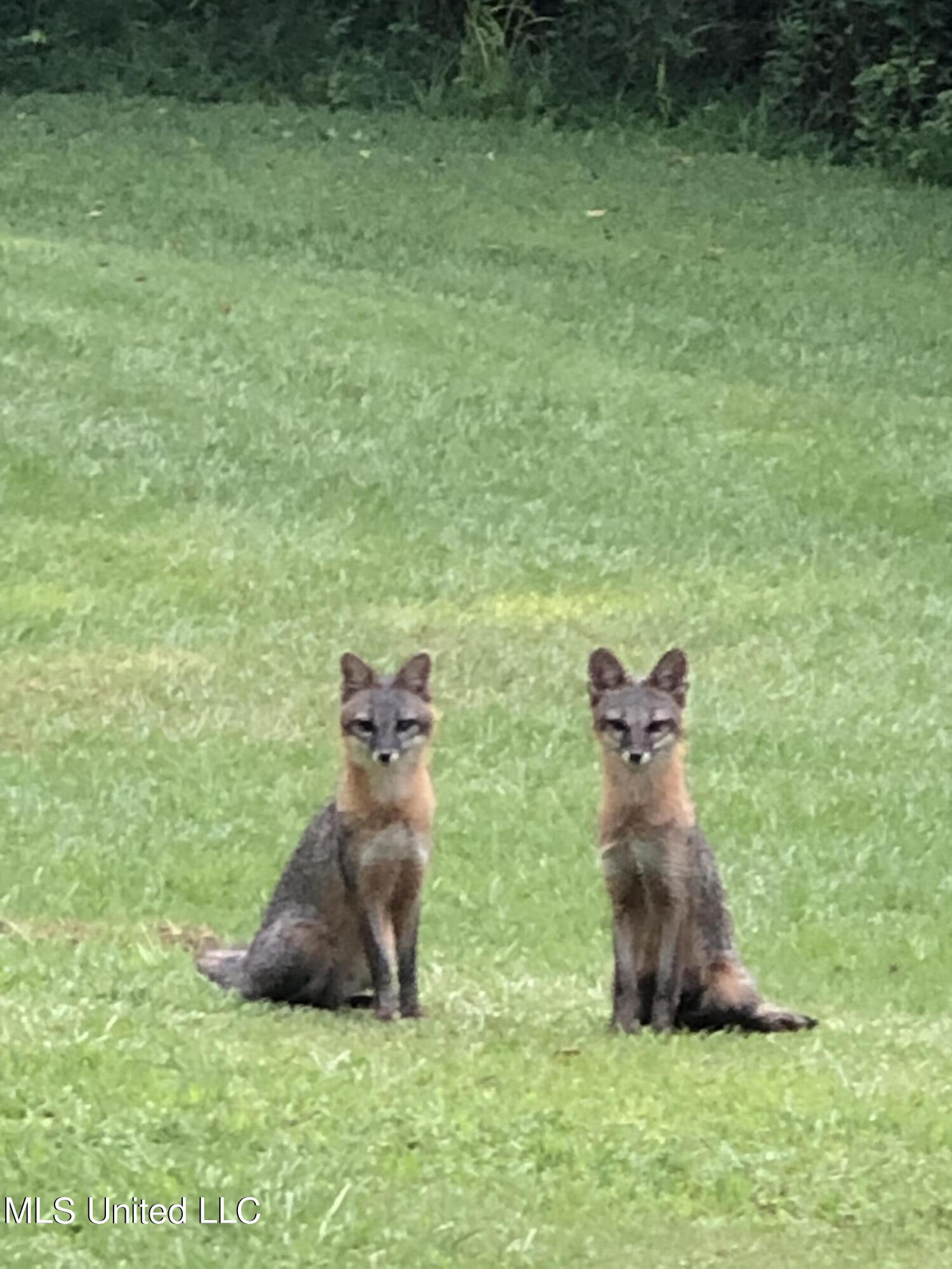 3981 Pleasant Hill Road Olive Branch, MS 38654 - Photo 37 of 45 Resident Wildlife