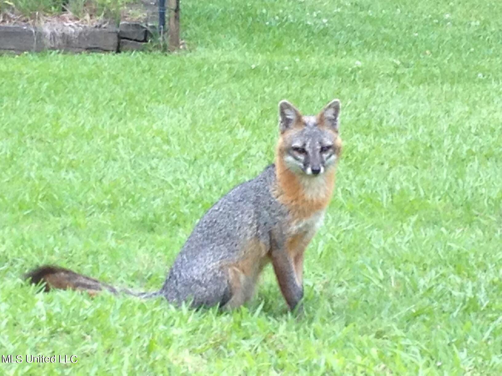3981 Pleasant Hill Road Olive Branch, MS 38654 - Photo 38 of 45 Resident wildlife