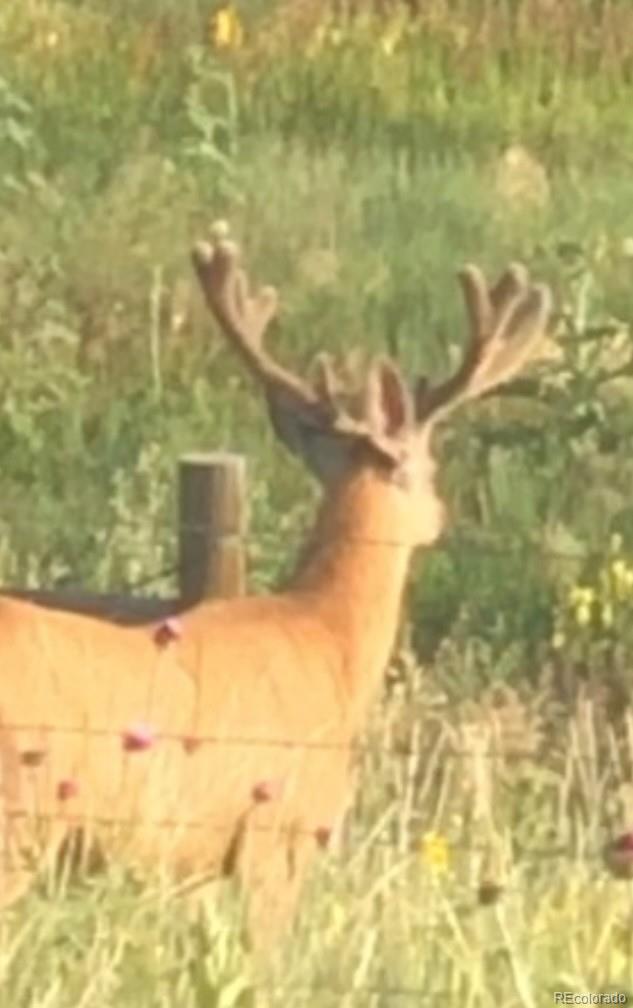 North Blaney Road Peyton, CO 80831 - Photo 3 of 21 a view of a yard