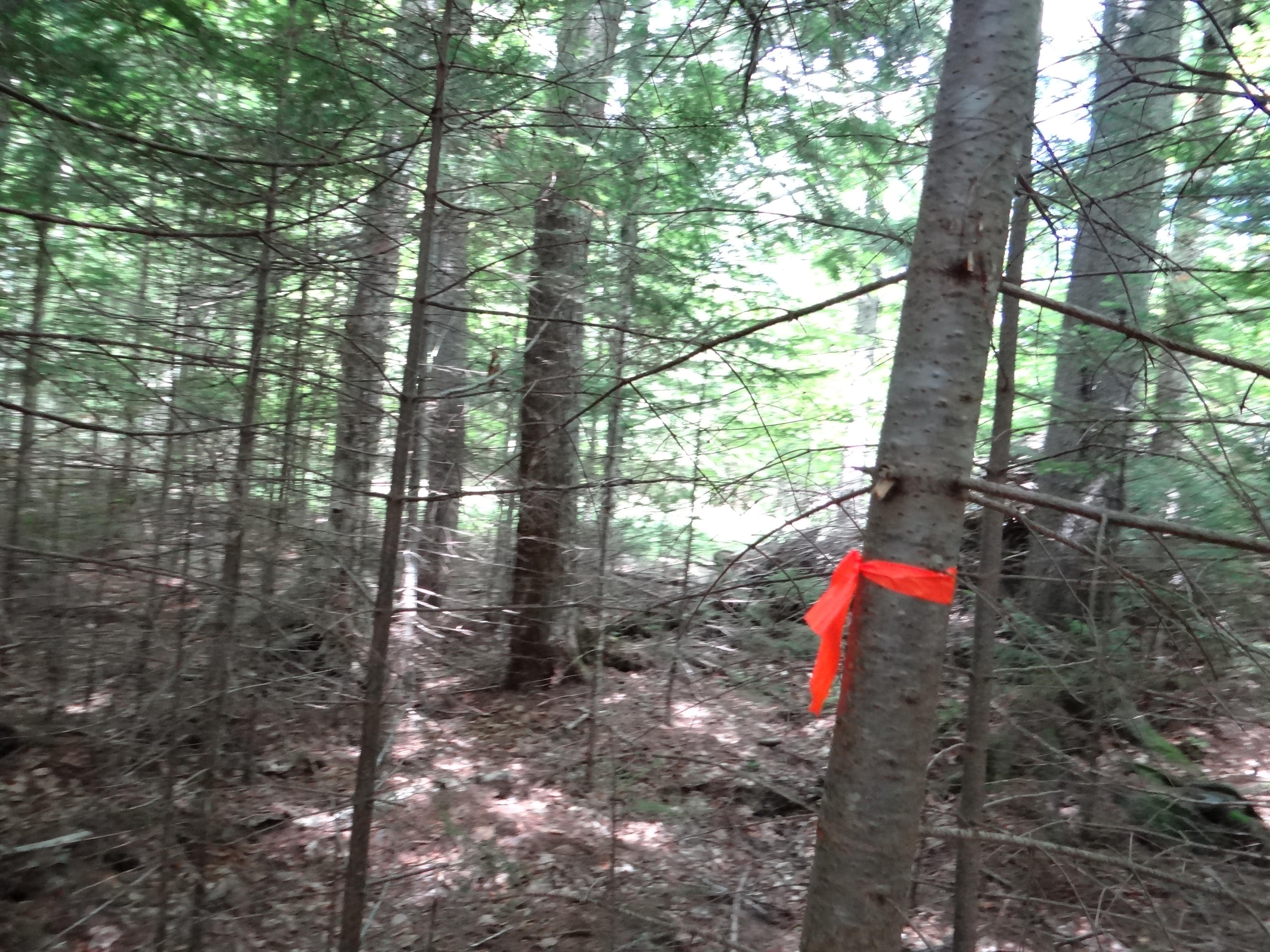 Tbd Crafts Road Greenville, ME 04441 - Photo 11 of 11 DSC09417