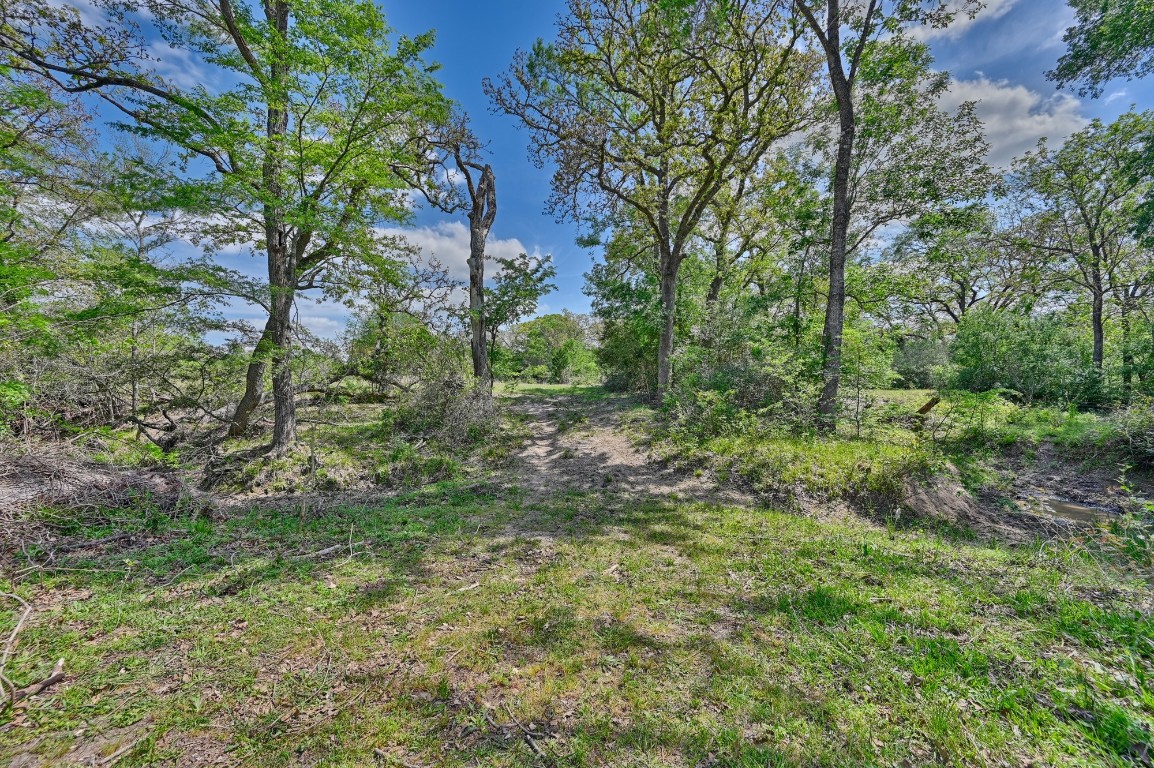 Tbd Hollow Bend Road Caldwell, TX 77836 - Photo 14 of 21 a view of a lush green forest