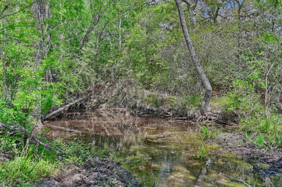 Tbd Hollow Bend Road Caldwell, TX 77836 - Photo 15 of 21 a view of a forest with lots of trees