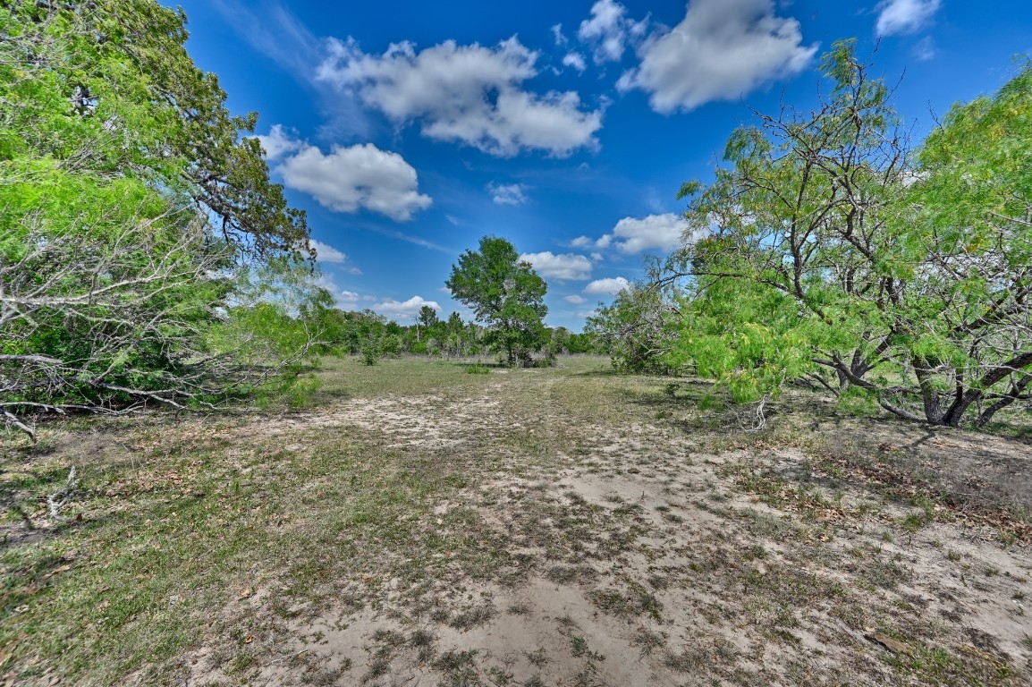 Tbd Hollow Bend Road Caldwell, TX 77836 - Photo 6 of 21 a view of a yard with plants and large trees