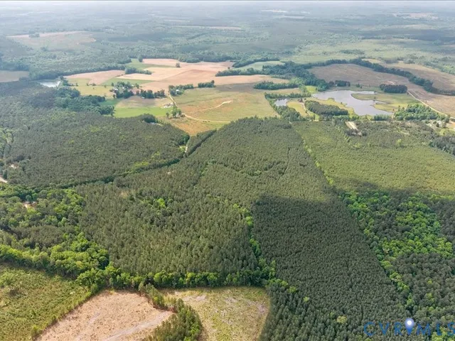 a view of a yard with plants and large trees