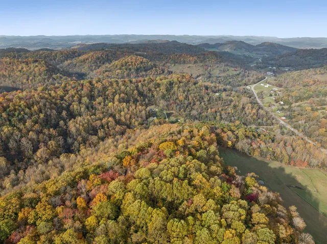 a view of a forest with trees
