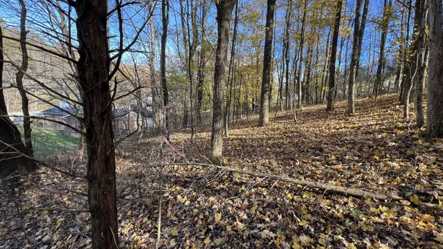 a view of a yard with lots of trees