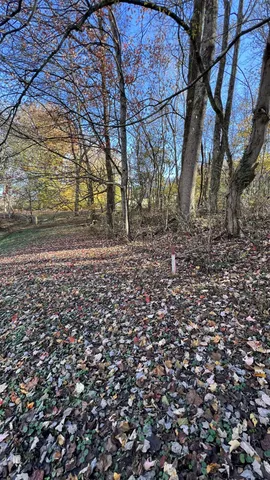 a view of a field with large trees