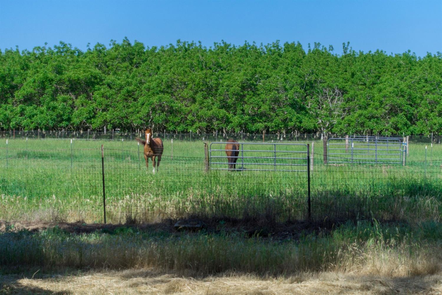 16136 Morrison Road Oakdale, CA 95361 - Photo 44 of 48 Gallery Image 44