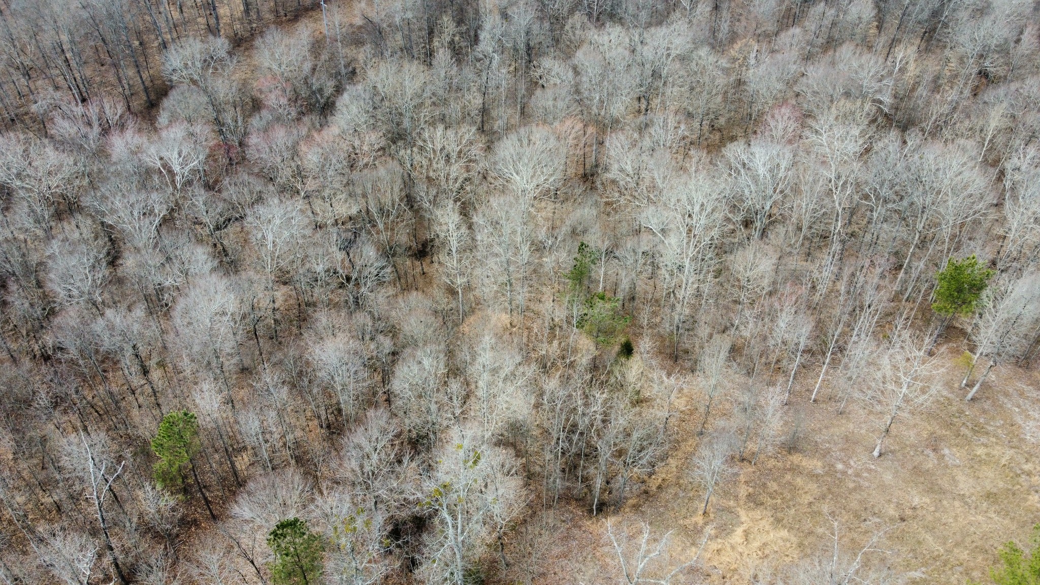 0 St Paul Church Road Huntingdon, TN 38344 - Photo 18 of 20 a view of a dry yard