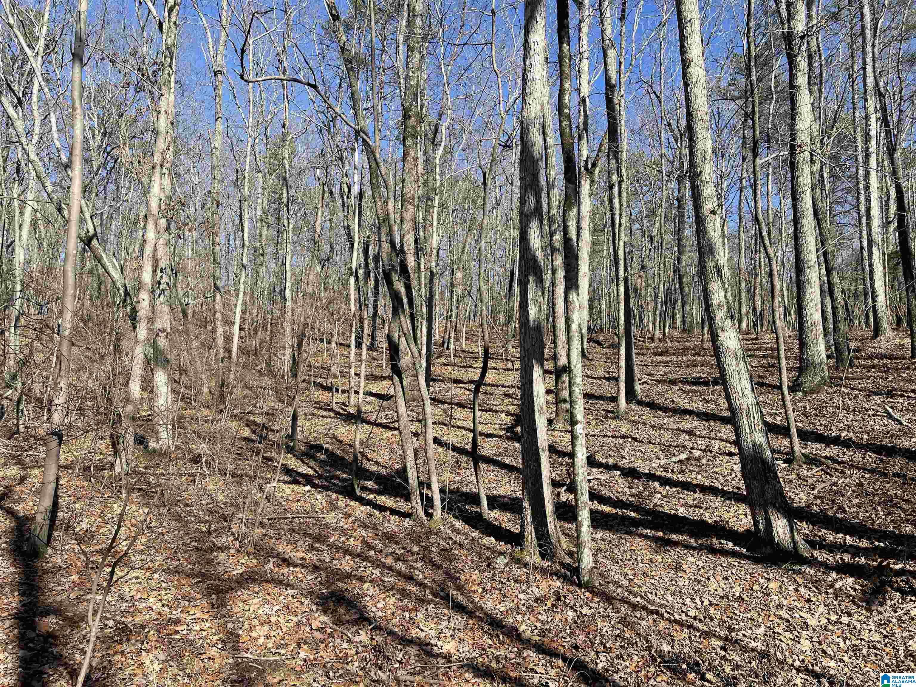 0 County Road 852, Unit 4 Ranburne, AL 36273 - Photo 6 of 19