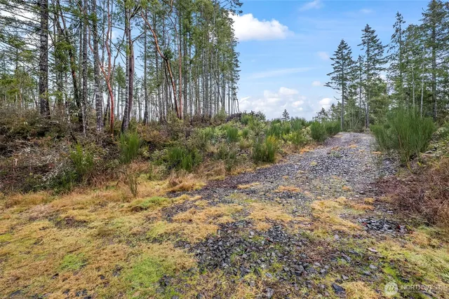 a view of a yard with plants and large trees