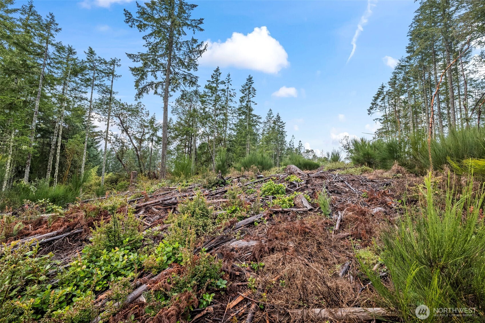 1809 208th Avenue Southwest Lakebay, WA 98349 - Photo 18 of 22 a view of a garden with a tree
