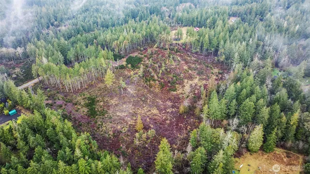 a view of a forest that has a tree