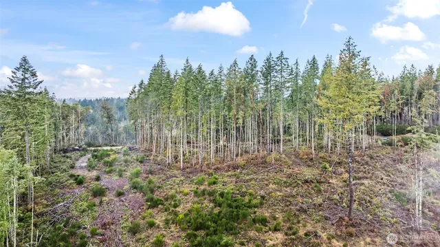 a view of a forest with trees in the background