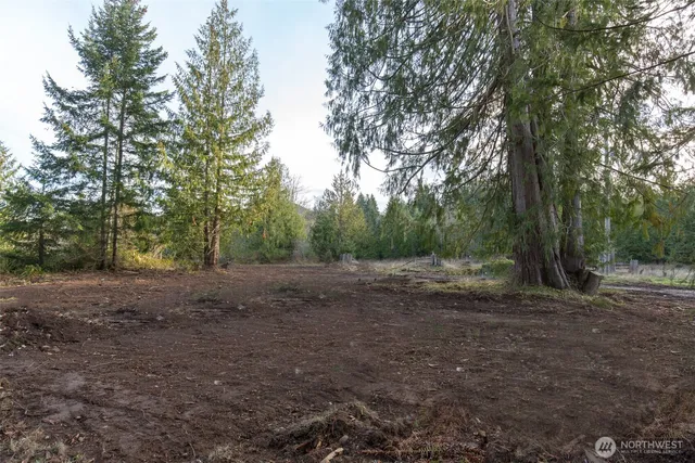 a view of a forest filled with trees