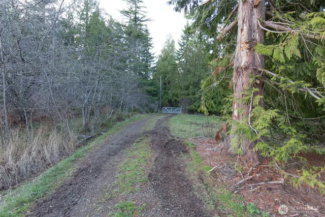 a view of a forest with trees in front of it