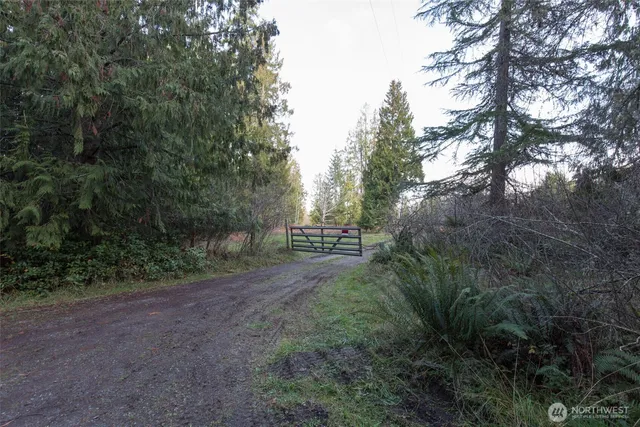 a view of a yard with plants and large trees