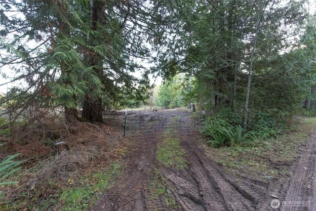 a view of a forest with trees in the background