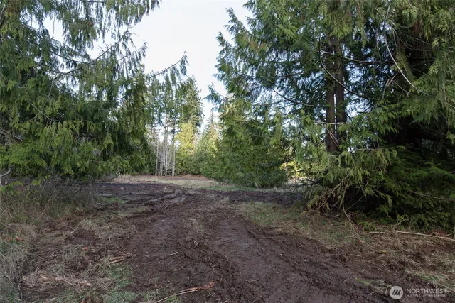 a view of a yard with a tree