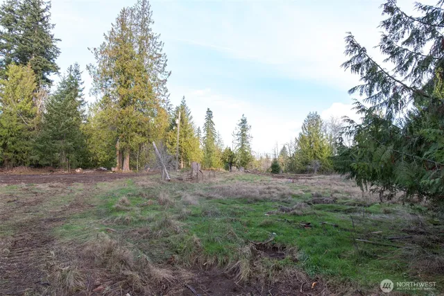 a view of a forest with trees in the background