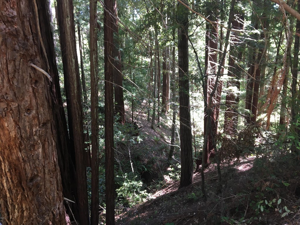 13101 Irmulco Road Willits, CA 95490 - Photo 1 of 1 a view of forest