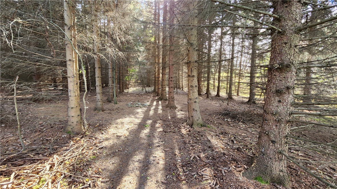 0 Dibble & Ellis Roads Dundee, NY 14837 - Photo 8 of 25