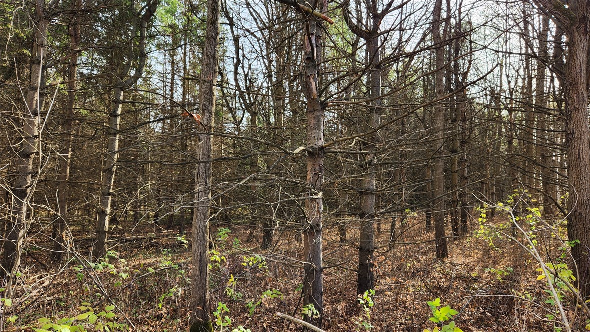 0 Dibble & Ellis Roads Dundee, NY 14837 - Photo 10 of 25