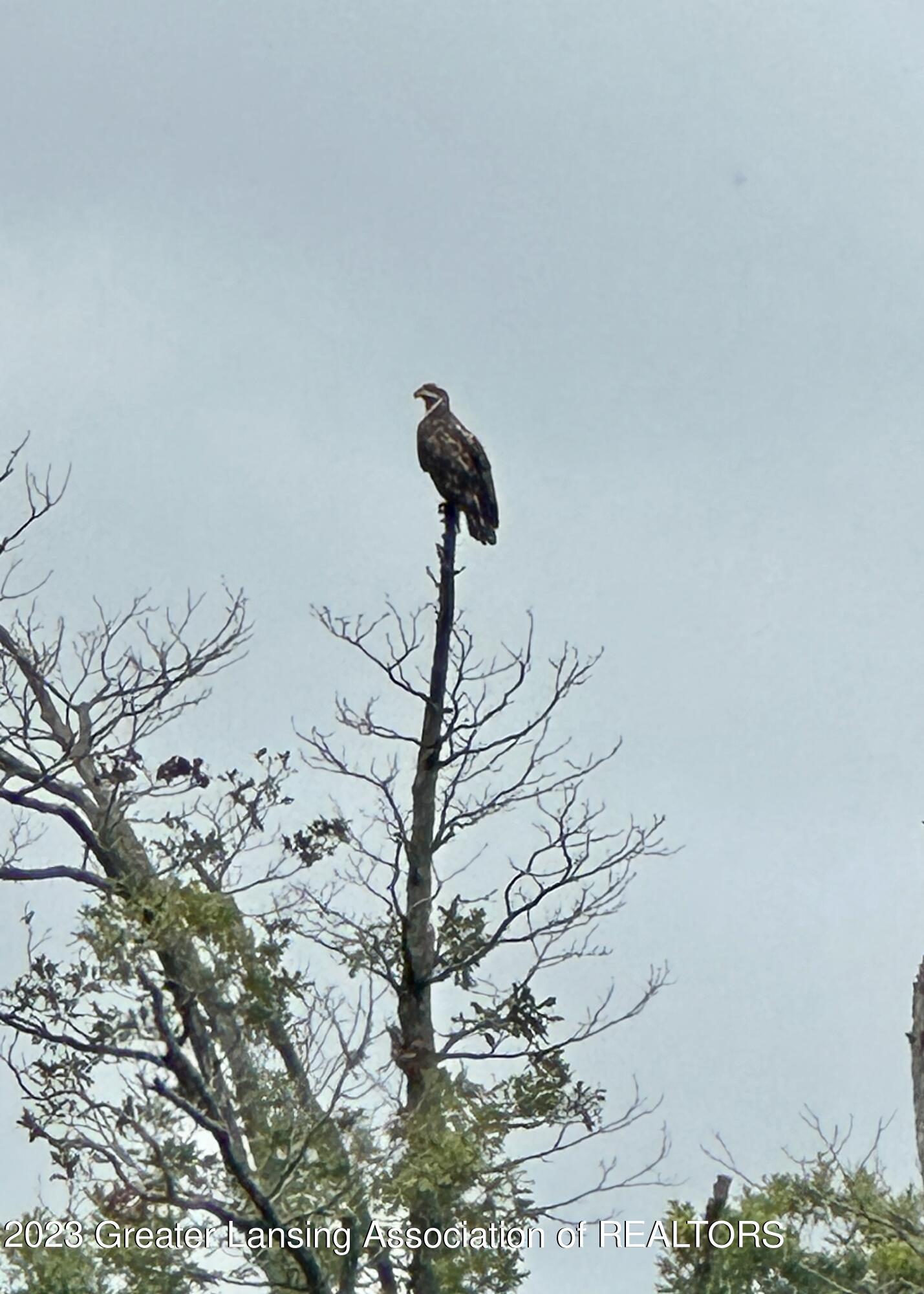 7461 West Chadwick Road Dewitt, MI 48820 - Photo 6 of 80 Eagle - Adolescent