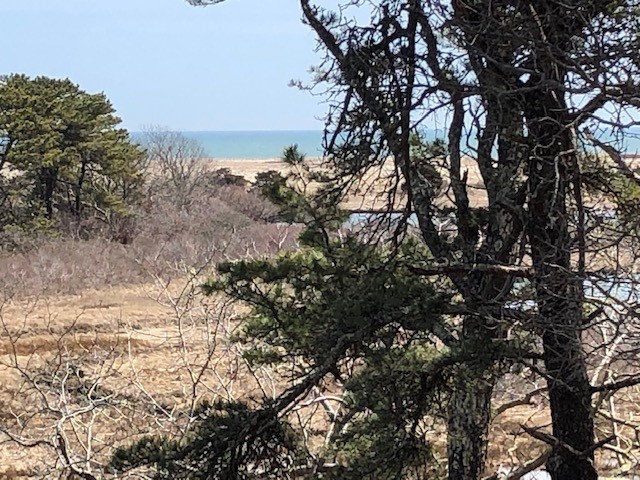 59 Dike Road Edgartown, MA 02539 - Photo 3 of 5 a view of a forest with lots of trees