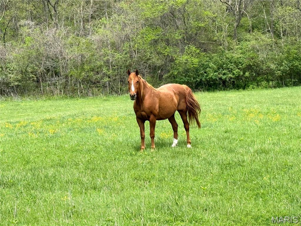 19142 Hardt Road Wildwood, MO 63038 - Photo 7 of 18
