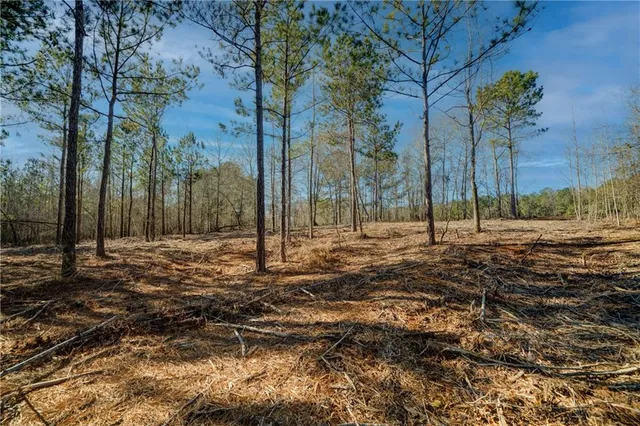 a view of a tree in the middle of a yard