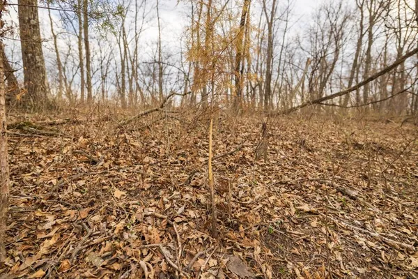 $220,000 | Tbd Rattlesnake Road, Polo, MO 64671