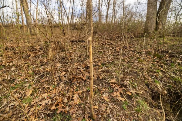 $220,000 | Tbd Rattlesnake Road, Polo, MO 64671