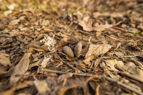 $220,000 | Tbd Rattlesnake Road, Polo, MO 64671