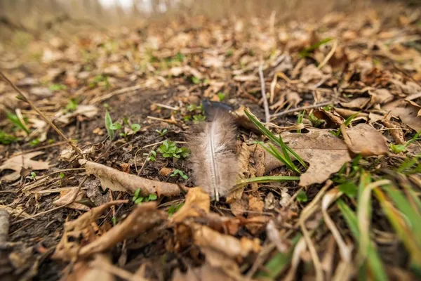 $220,000 | Tbd Rattlesnake Road, Polo, MO 64671