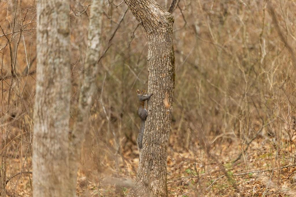 Tbd Rattlesnake Road Polo, MO 64671 - Photo 52 of 53