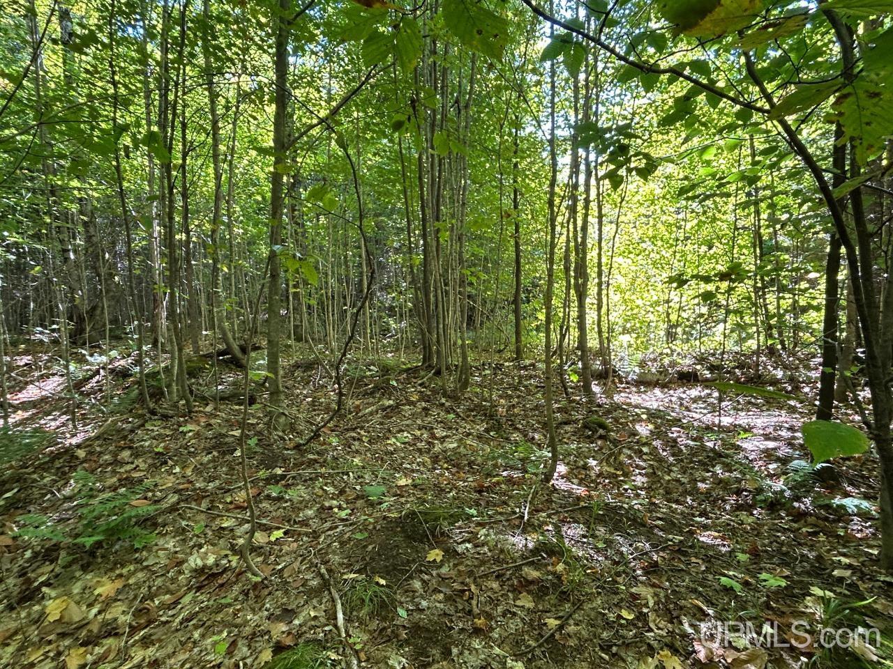 40-acres 40-acres Camp Road Shingleton, MI 49884 - Photo 4 of 20
