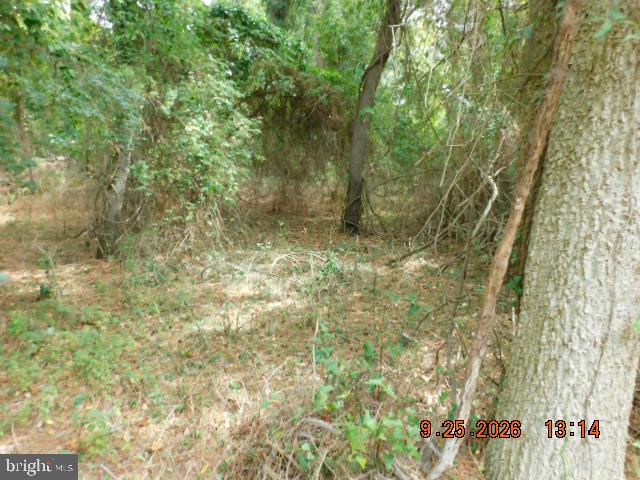 100 Roland Parks Road Chance, MD 21821 - Photo 5 of 7 Woods Open
