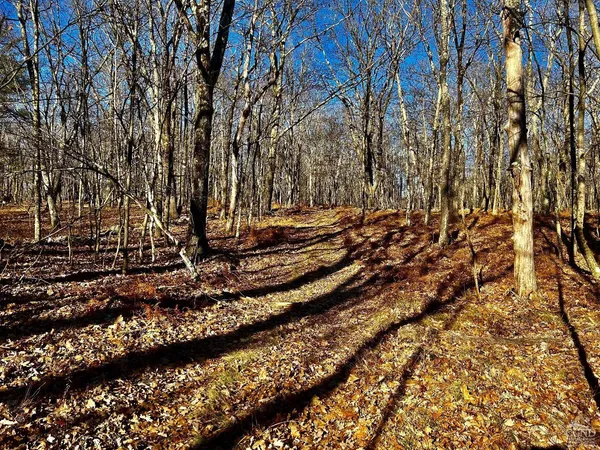 a view of a yard with large trees