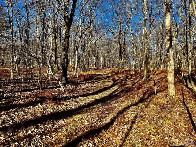 a view of a yard with large trees