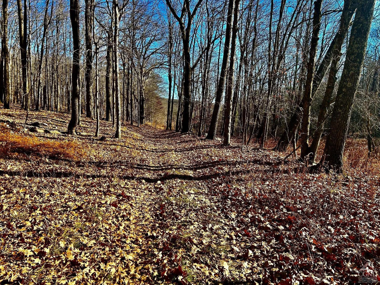 0 West Hill Road Austerlitz, NY 12017 - Photo 10 of 16 a view of a backyard with large trees