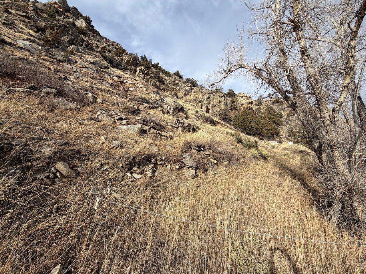 32370 Poudre Canyon Road Bellvue, CO 80512 - Photo 5 of 30 a view of a large tree