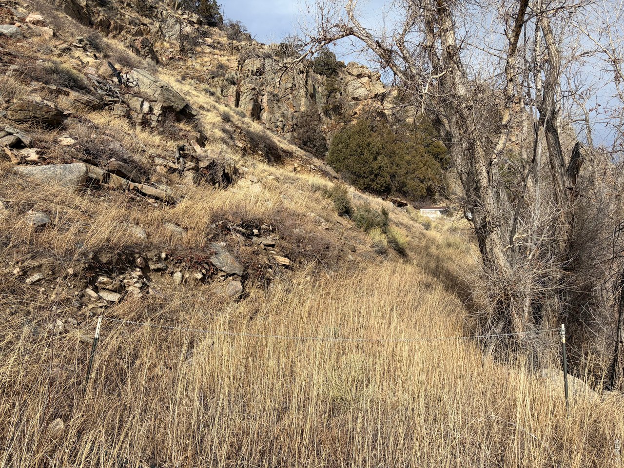 32370 Poudre Canyon Road Bellvue, CO 80512 - Photo 6 of 30 a view of a yard with a tree