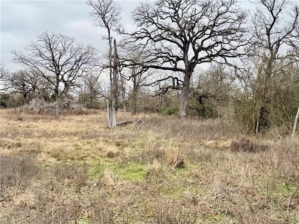 10065 John Cotton Road Calvert, TX 77837 - Photo 8 of 22 a view of a dry yard with trees