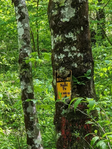 a view of a back yard of the tree